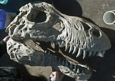 Dinosaur Head Fossil