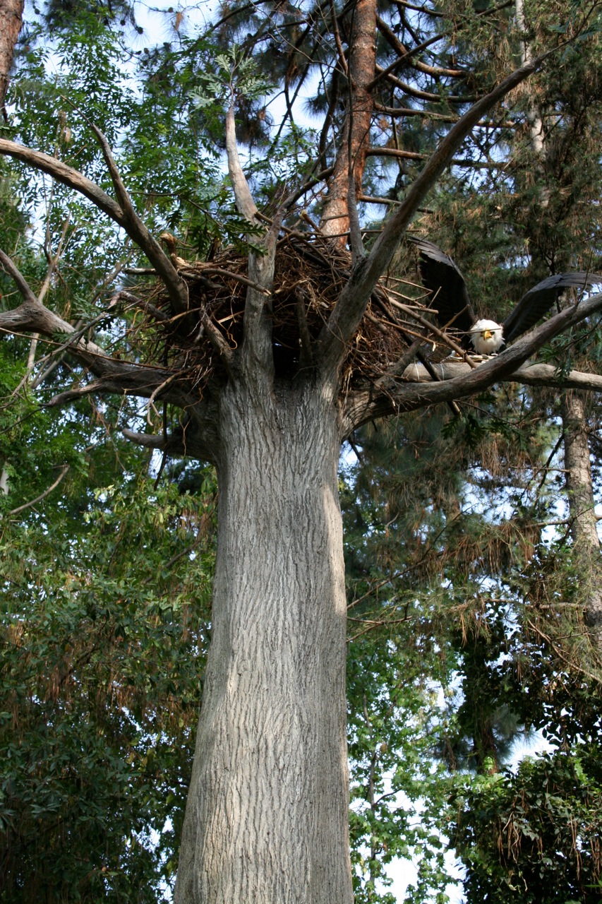 Eagle’s Nest